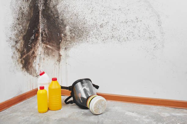 Best Mold Removal for HVAC Installations  in Lula, GA